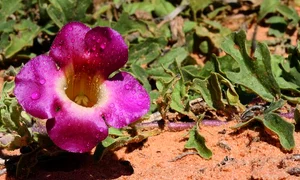 gheara davolului jpeg