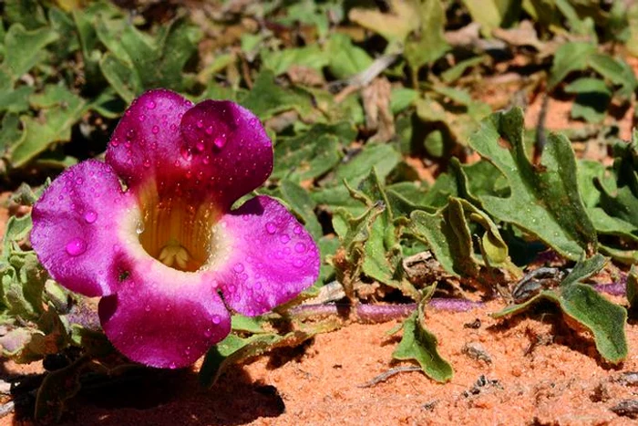 
    Planta elimină inflamaţiile din corpclicksanatate.ro  