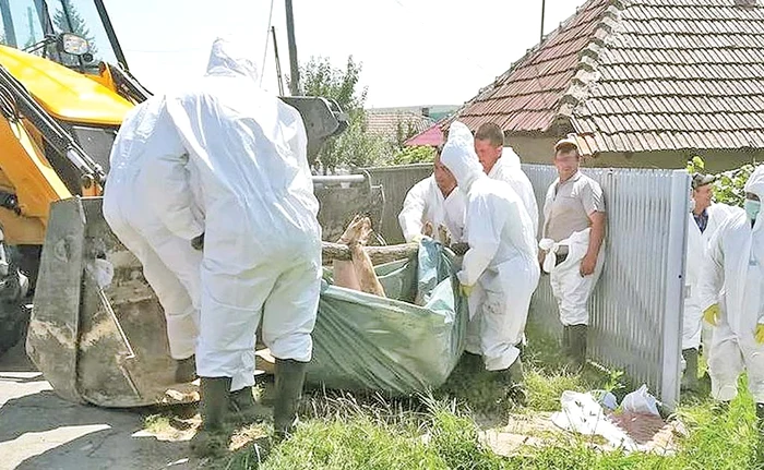 
    Hoţie la drumul mare în judeţul Dâmboviţa, unde pesta porcină africană nici nu a ajuns  