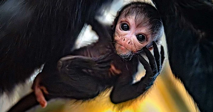 Pui de maimuță păianjen Foto: Mirror.co