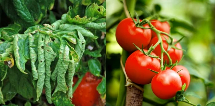 Mulți români cresc roșii în propria grădină și se confruntă cu această problemă