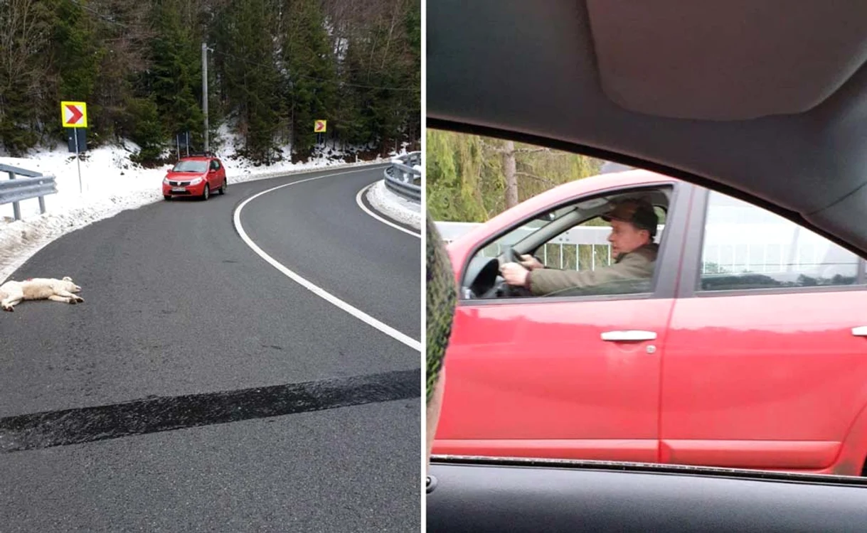 Animăluţul, omorât pe marginea drumului