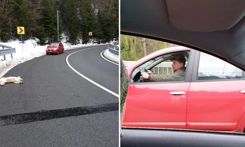 caine maramures jpeg