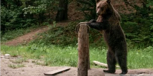 Urşii pot fi admiraţi în mediul lor natural. FOTORegia Pădurilor Kronstadt