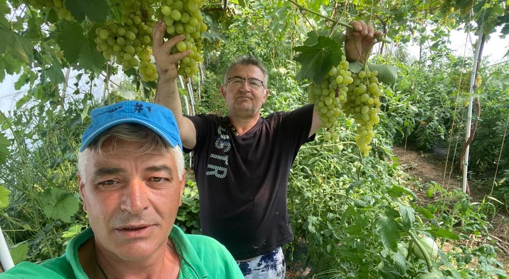 Experimentul unor fermieri din Olt: viță de vie și tomate crescute împreună în solar FOTO