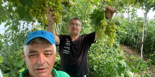 strugurii de solar din ferma lui ion paunel, olt   foto arhiva personala (6) jpeg