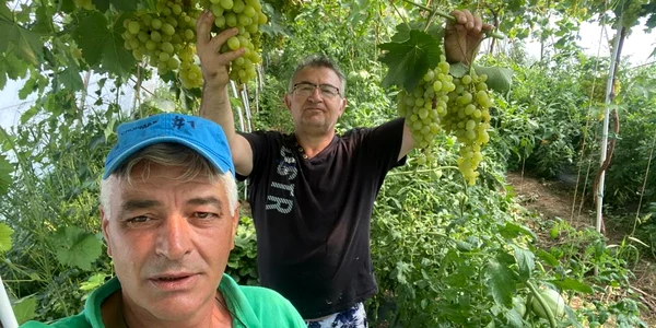 strugurii de solar din ferma lui ion paunel, olt   foto arhiva personala (6) jpeg