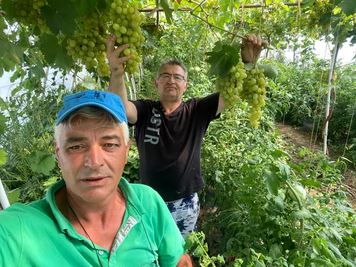 Vița de vie și tomatele se dezvoltă bine împreună în ferma lui Ion Păunel FOTO: arhiva personală