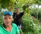strugurii de solar din ferma lui ion paunel, olt   foto arhiva personala (6) jpeg