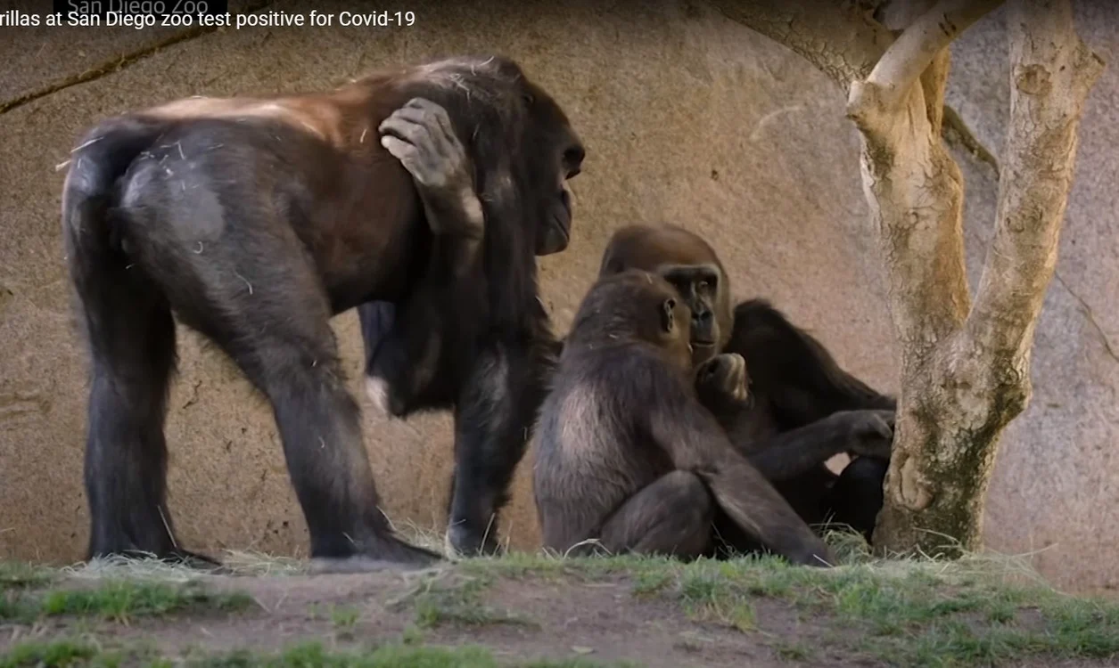 
    Gorilele au fost carantinate, iar angajații grădinii zoologice speră ca animalele să se recupereze cât mai curând Sursa foto: The Guardian  