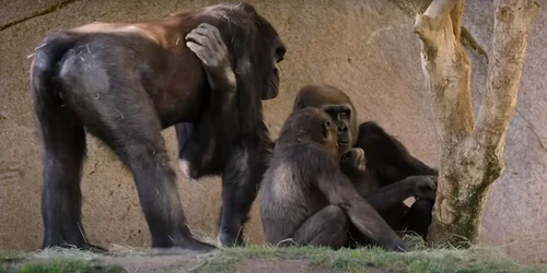 gorile san diego zoo jpeg