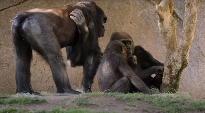 Comportamentul primatelor din grădinile zoologice a fost afectat de pandemie / Foto Arhivă