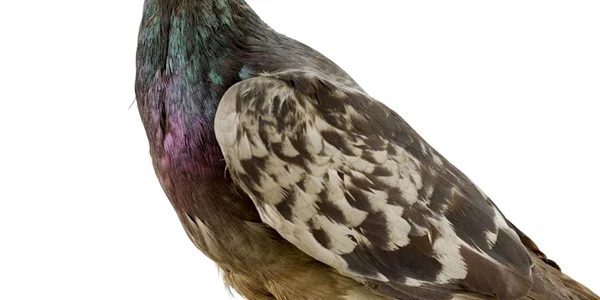 Cher Ami