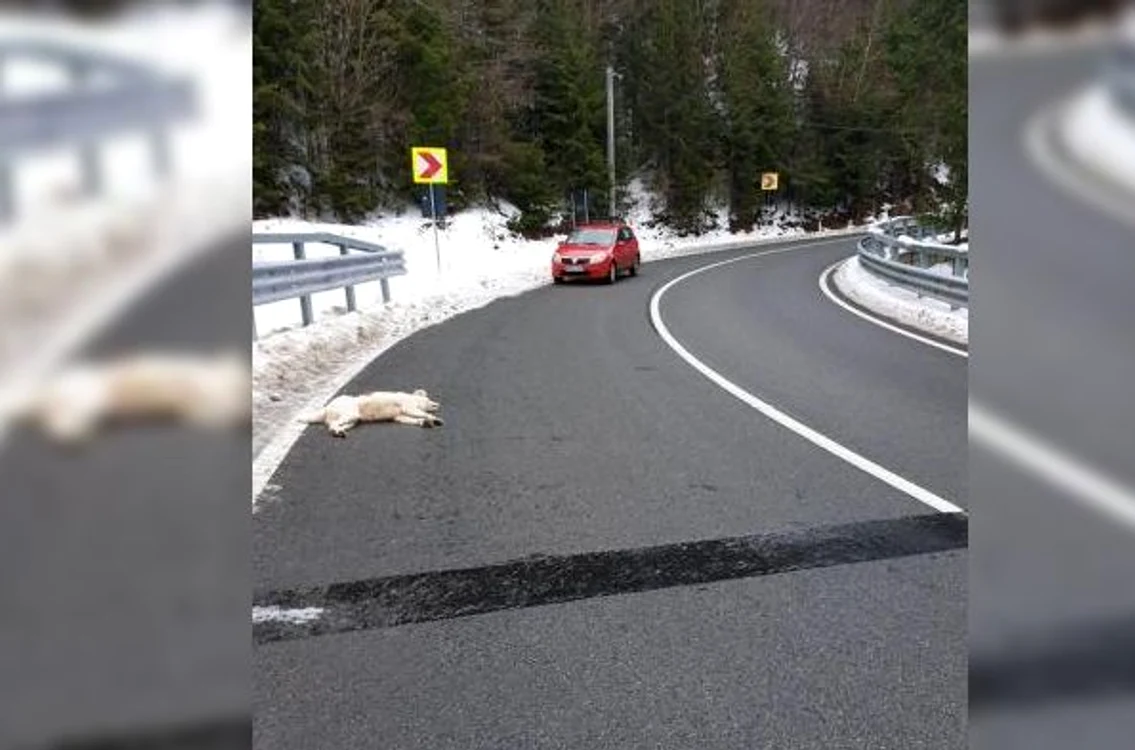 
    Câinele a fost împușcat mortal chiar pe drumul naționalFoto: Facebook  
