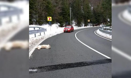 caine impuscat 1 jpeg