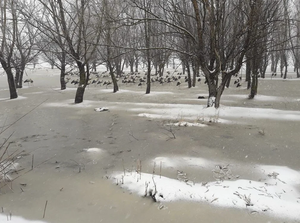 Angajaţii Primăriei au adus hrană pentru berze FOTO Facebook/PMC