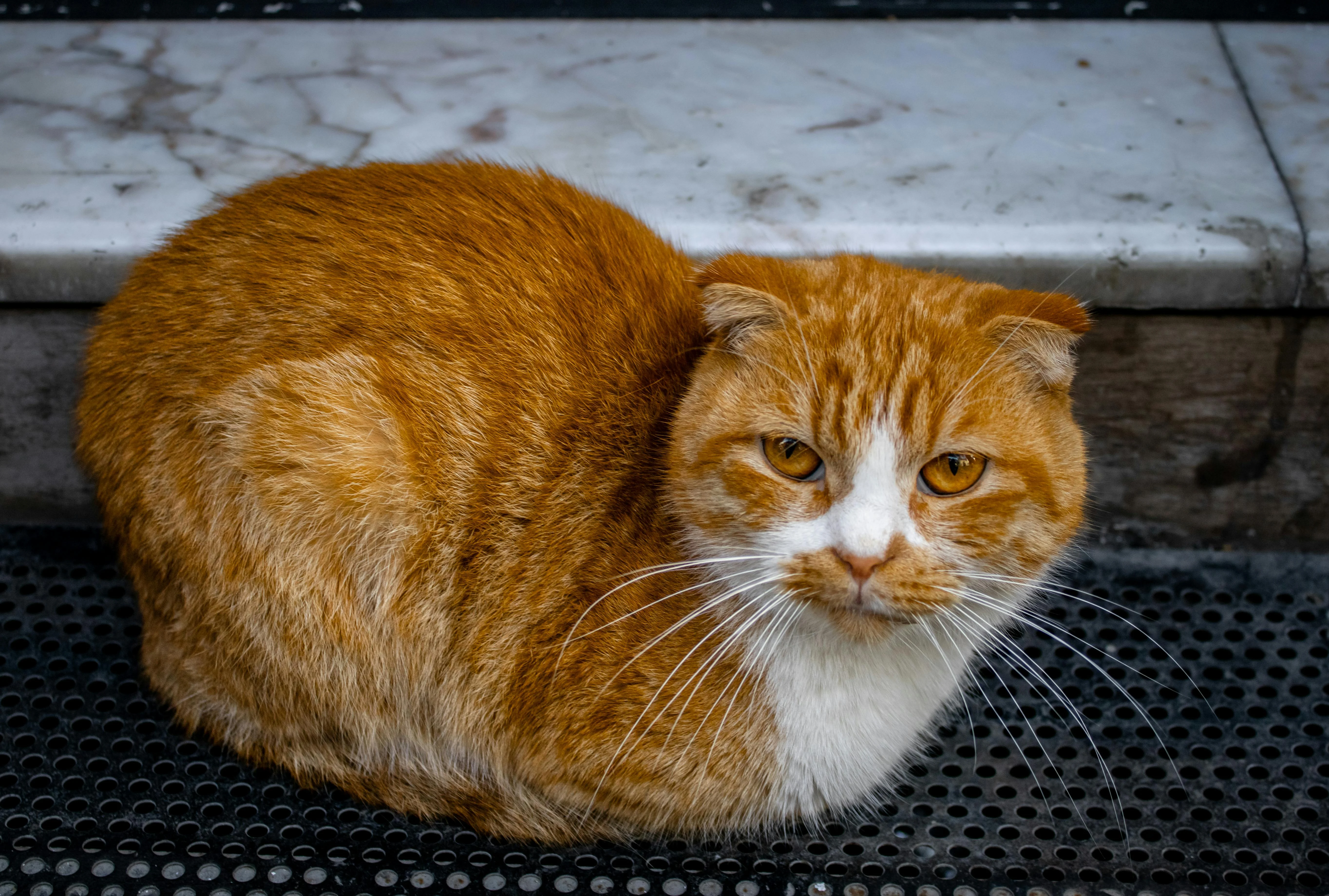 Țara europeană care interzice două rase faimoase de pisici: motivele interdicției și ce sancțiuni riscă cei care încalcă legea