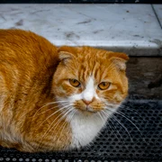 pexels tugba 34775038 jpg