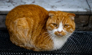 pexels tugba 34775038 jpg