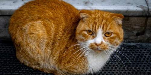 pexels tugba 34775038 jpg