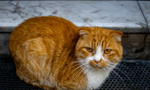 pexels tugba 34775038 jpg