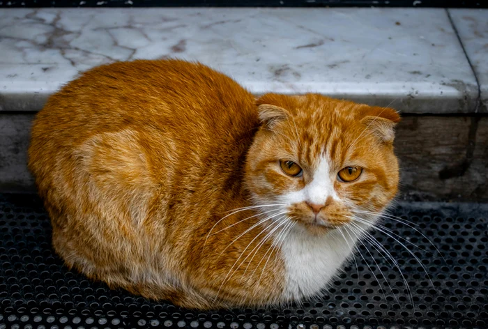 Țara europeană care interzice două rase faimoase de pisici: motivele interdicției și ce sancțiuni riscă cei care încalcă legea