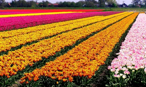 De ce sărbătoreşte Olanda ziua naţională pe 27 aprilie? jpeg