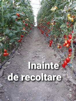 „Grădină dintre vii” din zona Drăgășani Vâlcea Foto Arhivă grădinari Vâlcea