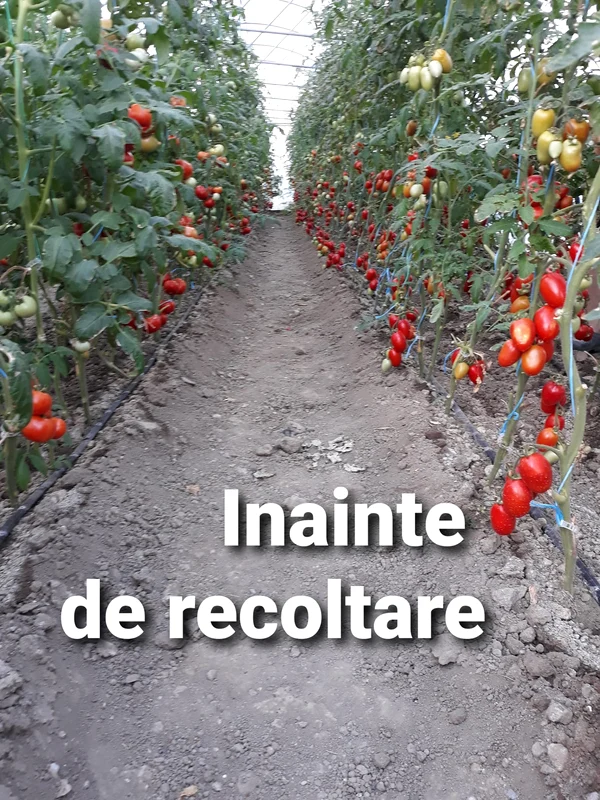 „Grădină dintre vii” din zona Drăgășani Vâlcea Foto Arhivă grădinari Vâlcea