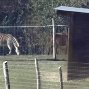 zebra Ungaria facebook Hadhazy Akos jpg