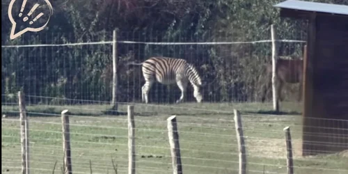 zebra Ungaria facebook Hadhazy Akos jpg