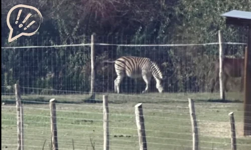 zebra Ungaria facebook Hadhazy Akos jpg