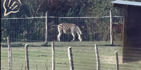 zebra Ungaria facebook Hadhazy Akos jpg