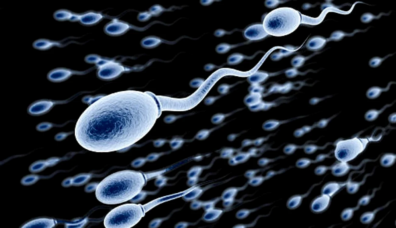 Stermatozoizi FOTO Menshealth.de