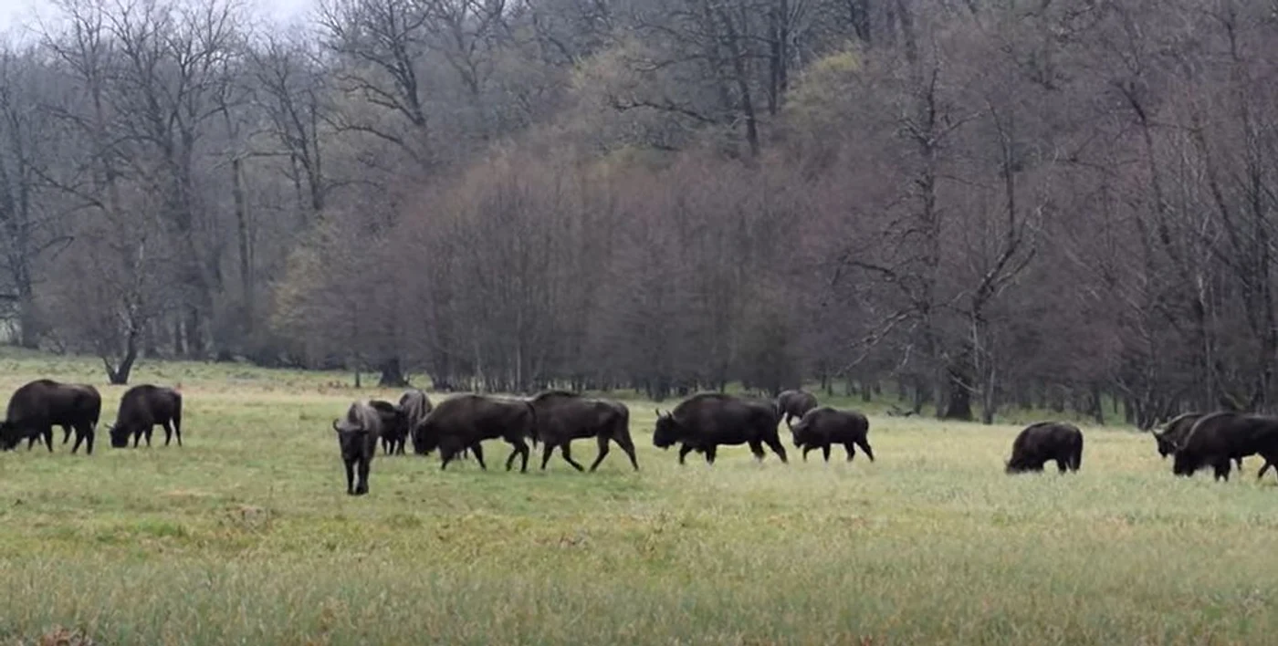 Zimbri in Parcul Vânători.  FOTO captură video YouTuve Lică Balmoj - Romsilva