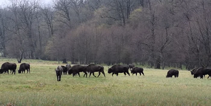 Zimbri in Parcul Vânători.  FOTO captură video YouTuve Lică Balmoj - Romsilva