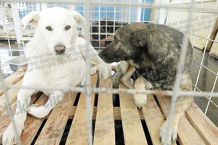 La adăpostul din Mihăileşti,  circa 700 de câini aşteaptă să fie adoptaţi (FOTOGRAFII: ROBERTO SĂLCEANU)