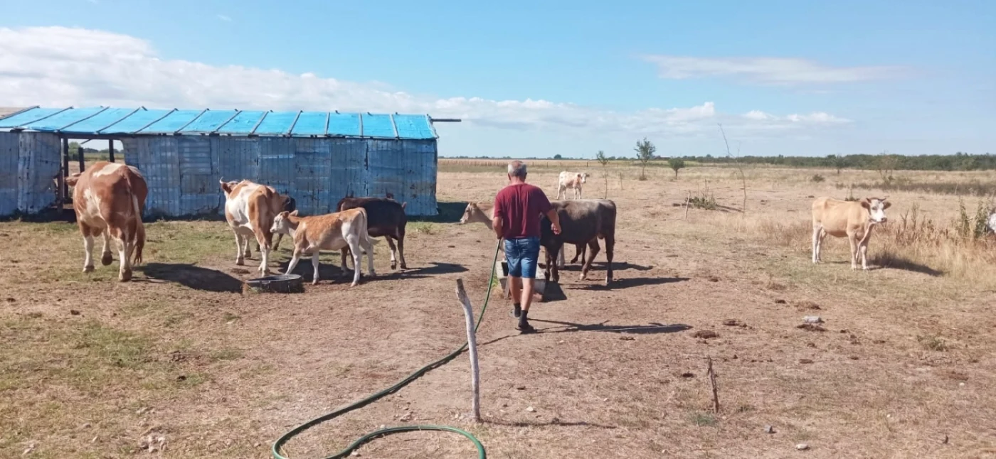 Animalele nu mai găsesc fir de iarbă din cauza secetei, iar proprietarii le scot din grajd mai mult pentru mişcare FOTO: Theodora Truşcă