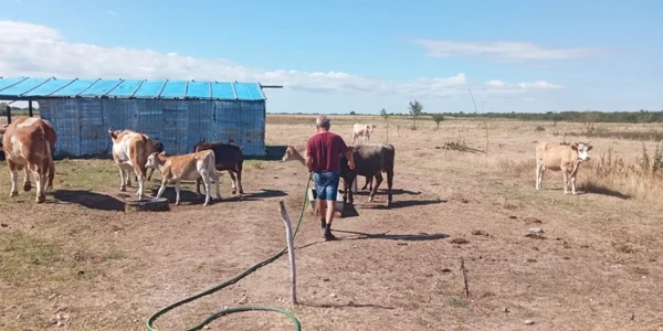 animale seceta olt - foto theodora trusca
