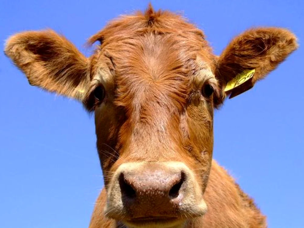 
    Dintre animalele bolnave, 32 au murit  