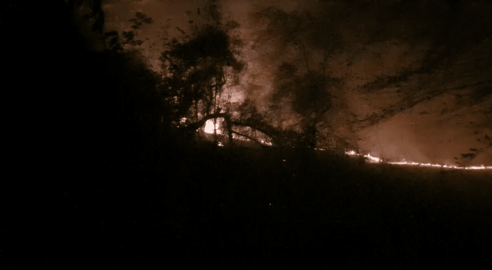 Pădure din Argeș, la un pas de a fi mistuită de flăcări. Incendiul a cuprins 20.000 mp de teren VIDEO