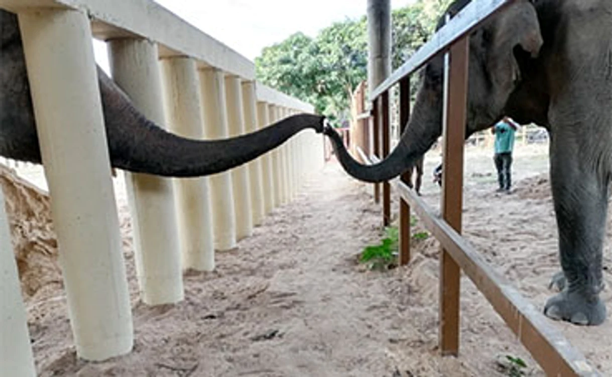 
    Emoţionant! Kaavan atinge prima oară o trompă după opt ani  
