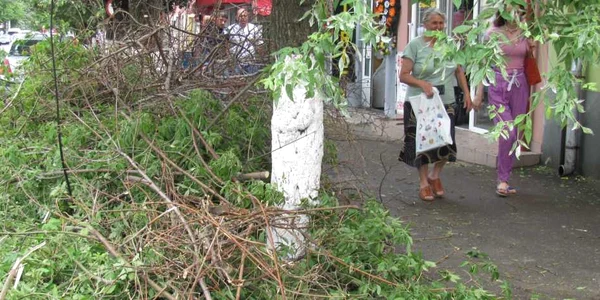 Mai mulţi copaci au fost puşi la pământ de vijelie