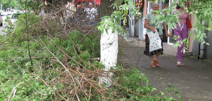 Mai mulţi copaci au fost puşi la pământ de vijelie