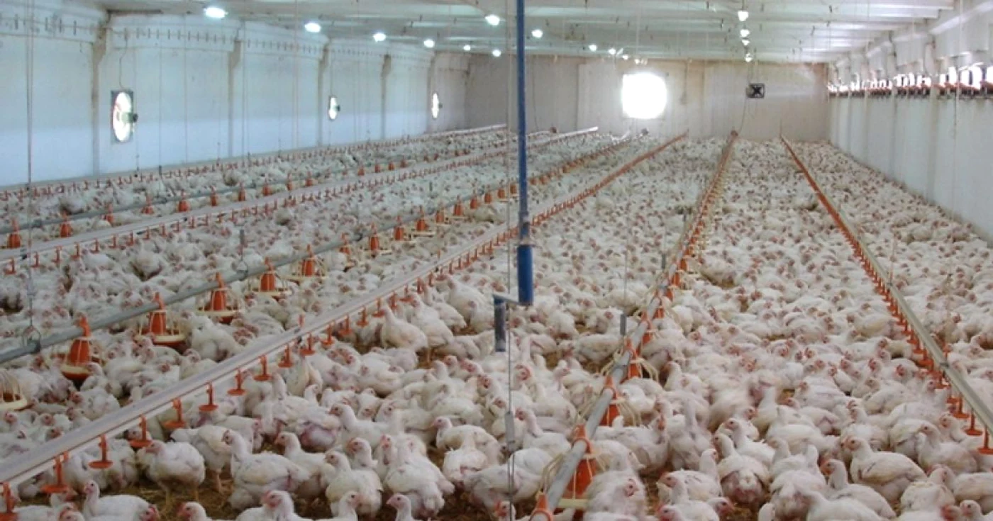 Hală cu pui de la Avicola Călăraşi Foto: Nutricom SA