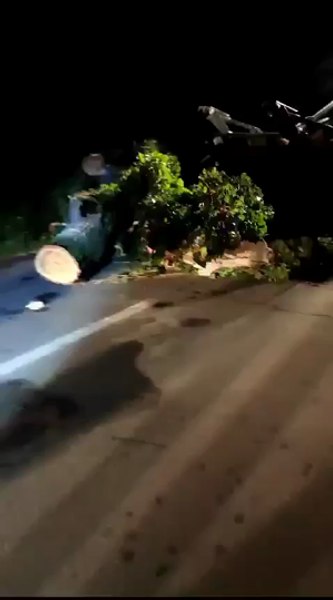 Vijelia a făcut prăpăd în Dolj. Doi oameni au fost răniți după ce un copac a căzut peste mașina în care se aflau VIDEO
