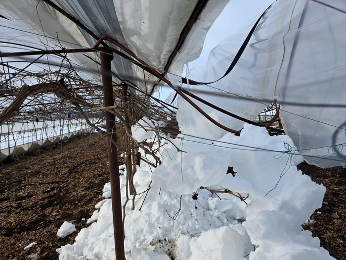 Solarii distruse de zăpadă la Glodeanu Sărat. Sursa FOTO: Claudiu Breazu