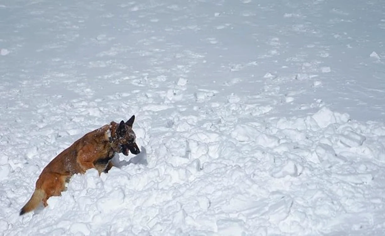 
    Antrenament al unităților canine pentru intervenţie la avalanşă  
