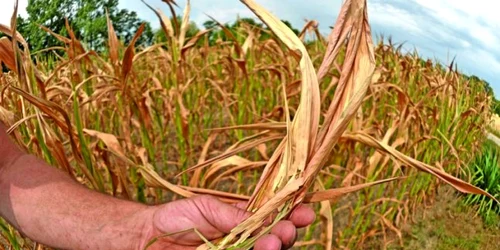 Peste 11.000 de hectare din Dolj au fost distruse din cauza secetei