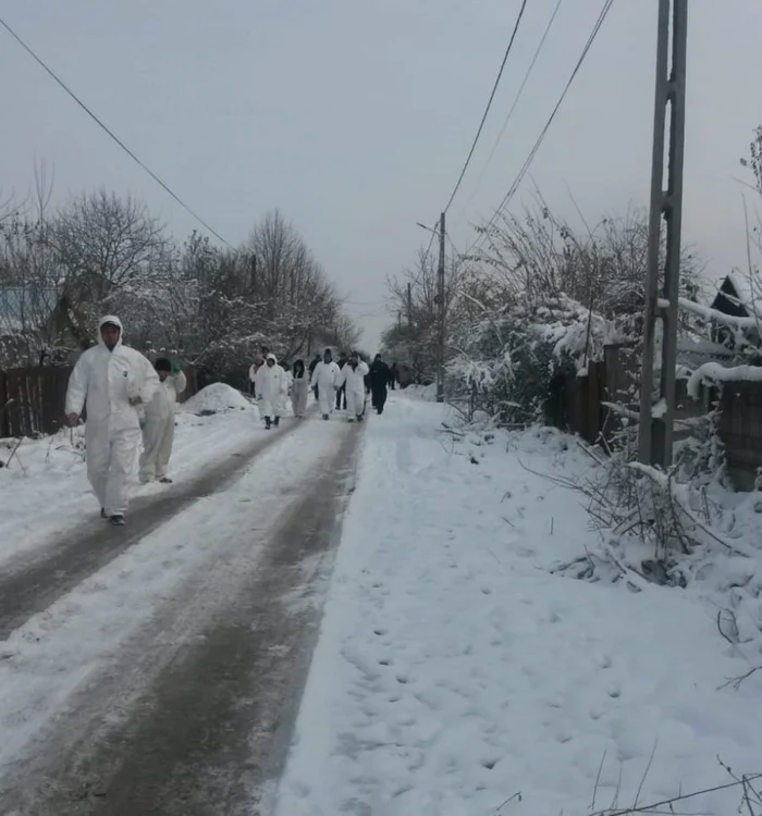 Medicii veterinari au descins, vineri-dimineaţă, cu jandarmii să omoare porcii